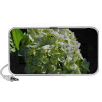 Green Hydrangeas Flowers