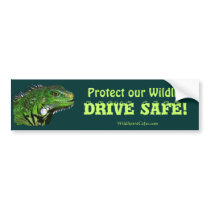 Green Iguana Collection Bumper Stickers