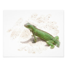 Green Iguana Lizard Invitation