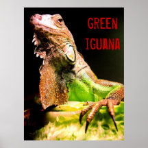 Green Iguana Poster
