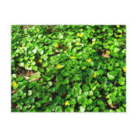 green is beautiful post card