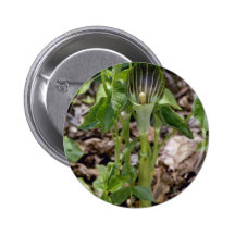 Green Jack-In-The-Pulpit (Arisaema Atrorubens Var. Pinback Buttons