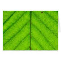 Green Leaf Greeting Card