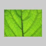 Green Leaf Macro canvas prints