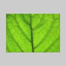 Green Leaf Macro canvas prints