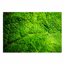 Green Leaf Macro Photo Sculptures