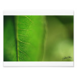 Green Leaf Photo Print
