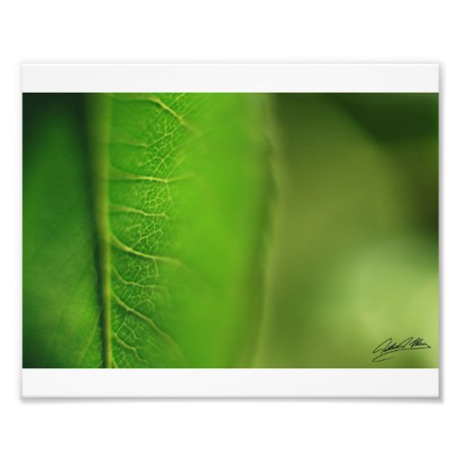 Green Leaf Photo Print