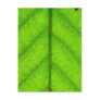 Green Leaf Postcard