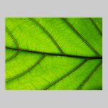 Green Leaf poster posters