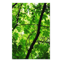 Green Leaf Sky Photographic Print