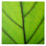 Green Leaf Tile tiles