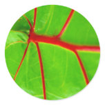 Green Leaf with Red Veins stickers