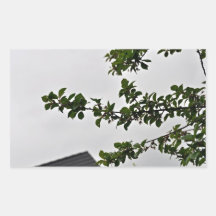 Green leafy branch against the cloudy sky sticker