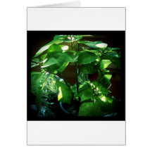 Green Leaves, Foliage and Plant Card