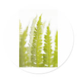 Green Leaves, Green Plant, Plants, Earth stickers