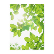 Green leaves in sunlight, close-up post card