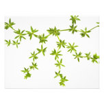 Green leaves invite