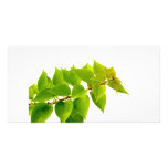 Green leaves picture card
