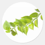 Green leaves sticker