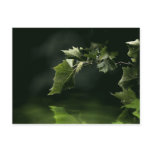 Green leaves with raindrops over water postcards