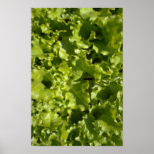 Green lettuce print