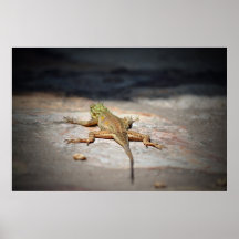 Green Lizard Print