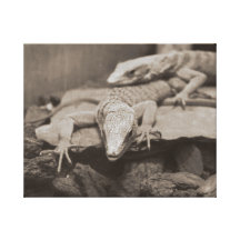 Green Lizards Canvas Prints