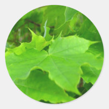 Green Maple Stickers