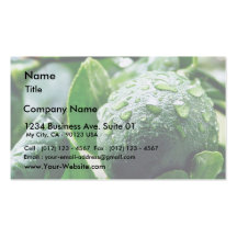Green Meyer Lemon Business Card Templates