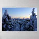 Green Mountain Spruce Forest Winter Twilight Print