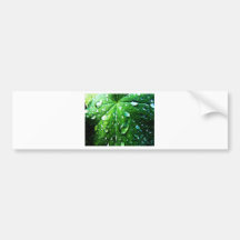 Green nature Leafs natural Water drop Clear Crysta Bumper Stickers