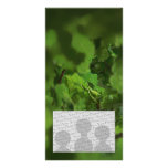 Green Oak Leaves. Gap in the branches. Photo Card