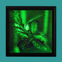 Green on green image on gift box. gift boxes
