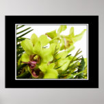 Green Orchid Posters