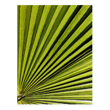 Green Palm Frond Postcards