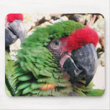 Green Parrot Bird Mouse Pad