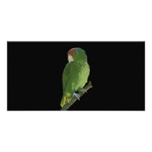 Green Parrot Custom Photo Card