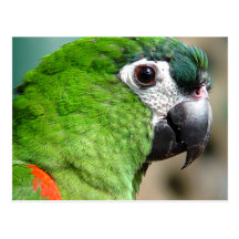 Green Parrot Postcard