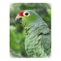 Green Parrot Postcard