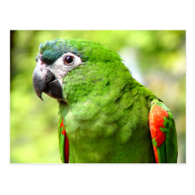 Green Parrot Postcard 2