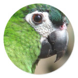 Green Parrot Sticker