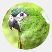 Green Parrot Sticker 2