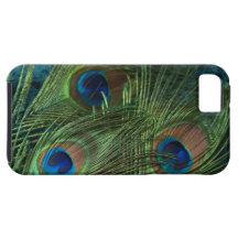 Green Peacock Feather