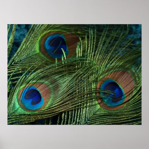 Green Peacock Feather Posters