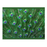 Green Peacock Feathers RSVP Post Card