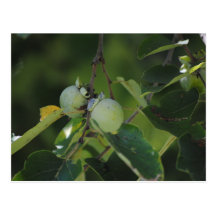 Green Persimmons Post Card