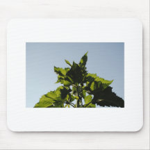 Green Plants Mousepads