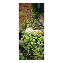 Green Plants Personalized Rack Card
