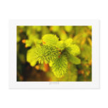 Green Postcard